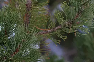 引燃健康争议！促炎症因子成为健康杀手？