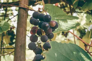 小心火气!吃葡萄干前必须知道的事! 小心火气!吃葡萄干前必须知道的事!