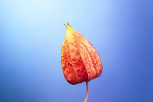 拜拜尿意困扰，漏尿需引起注意！