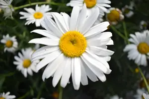 多囊卵巢神秘祛除,健康生活重获自由! 多囊卵巢神秘祛除,健康生活重获自由!