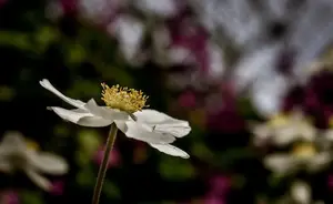 花粉过敏?教你如何安全度过花粉季! 花粉过敏?教你如何安全度过花粉季!