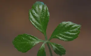 《绞股兰：花中的刺客，美丽中的毒药》