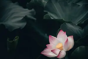 新鲜莲子 心意泡水
