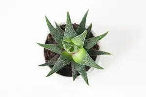 芦荟护肤  直接擦脸 养出嫩颜