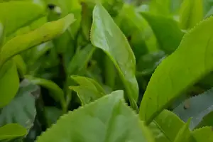 绿茶好处多,强身健体享健康 绿茶好处多,强身健体享健康