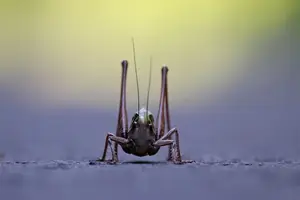 湿疣早发现,快速治愈! 湿疣早发现,快速治愈!