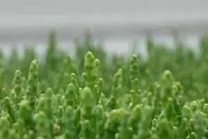 鲜笋干,健康美味一口解 鲜笋干,健康美味一口解