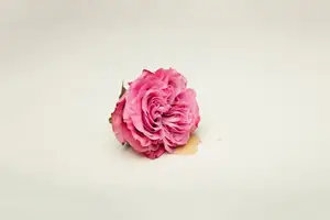 治疗性功能障碍，唤醒生命**！
