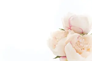 花红片助你美丽从内到外,促进健康交易! 花红片助你美丽从内到外,促进健康交易!