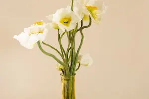 金银花,神奇功效,天然健康,关爱呼吸! 金银花,神奇功效,天然健康,关爱呼吸!