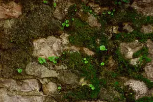 谁不能喝黄芪水? 谁不能喝黄芪水?