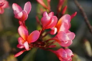 谁不能喝黄芪水? 谁不能喝黄芪水?