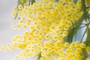 轻松美肌，红花粉靓颜。