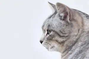 猫咬伤?别慌!一招教你轻松应对 猫咬伤?别慌!一招教你轻松应对