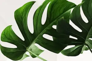 神奇鹿胎膏,让你肌肤年轻健康! 神奇鹿胎膏,让你肌肤年轻健康!