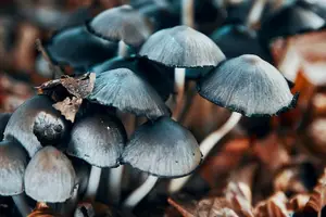 轻松调理身体｜尝试茯苓粉，全方位滋补健康