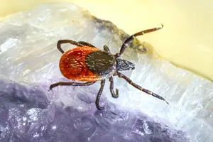 解密淋巴癌成因,助你更好抵御疾病! 解密淋巴癌成因,助你更好抵御疾病!