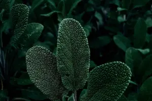 阳虚阴虚,命运差异大 阳虚阴虚,命运差异大
