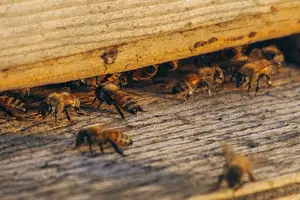 空腹喝蜂蜜，先醒胃口，再滋养身体！