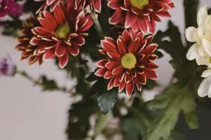 花茶神功效,让你健康美丽! 花茶神功效,让你健康美丽!