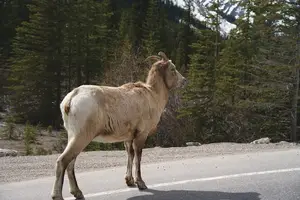 羊胎素惊人副作用揭秘，影响你健康？