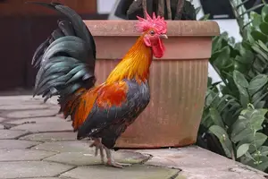 防控禽流感,关注H7N9病情 防控禽流感,关注H7N9病情