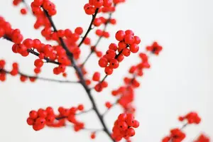 滋补党参,美食佳选 滋补党参,美食佳选
