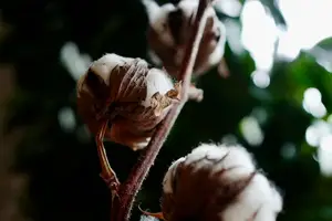 芒硝解说:杀菌除臭神器 芒硝解说:杀菌除臭神器