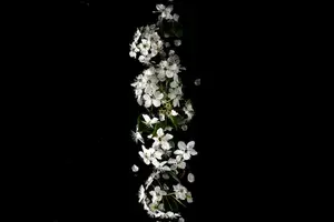 花香扑鼻,健康更美- 金银花茶的自然功效 花香扑鼻,健康更美- 金银花茶的自然功效