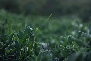 补血大作战!这些食材,让你健康美丽! 补血大作战!这些食材,让你健康美丽!