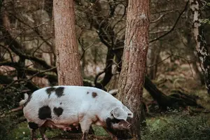 补血大作战!这些食材,让你健康美丽! 补血大作战!这些食材,让你健康美丽!