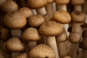 秋季食疗,养生补肾好帮手 秋季食疗,养生补肾好帮手