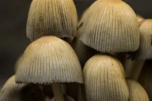 云耳,食材里的营养高手! 云耳,食材里的营养高手!