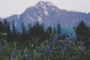 蒲公英，滋养身体之良草
