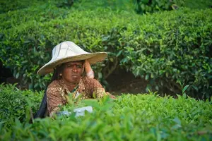 选择适合你的，健康美丽女人茶！