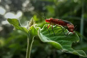 预防登革热，从接种疫苗开始！