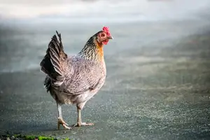 美味养生,地黄滋润,调养身体从这里开始! 美味养生,地黄滋润,调养身体从这里开始!