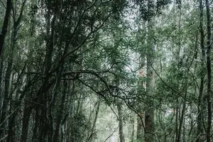 止热祛湿,清凉降温,告别持续发烧! 止热祛湿,清凉降温,告别持续发烧!