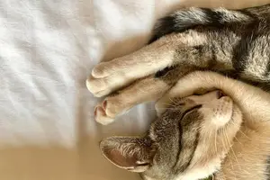 猫抓伤免打狂犬疫苗,安心治疗的正确选择 猫抓伤免打狂犬疫苗,安心治疗的正确选择