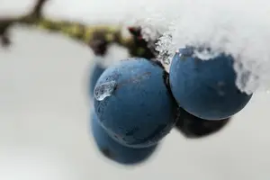 预防便秘,你需要知道这9种水果! 预防便秘,你需要知道这9种水果!