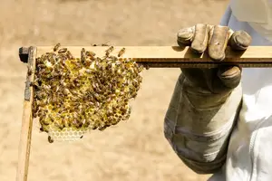甜蜜功效，蜂蜜助提升性福