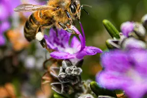 甜蜜功效,蜂蜜助提升性福 甜蜜功效,蜂蜜助提升性福
