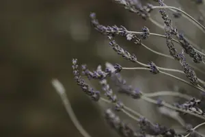 白茯苓,开启健康生活之门! 白茯苓,开启健康生活之门!
