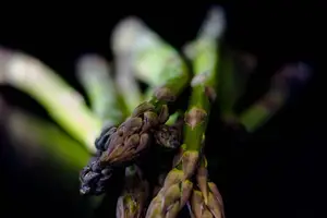 美白秘籍:吃对食物! 美白秘籍:吃对食物!