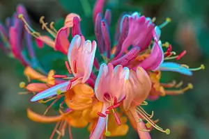 糖尿病患者福音,降糖草药助您稳定血糖 糖尿病患者福音,降糖草药助您稳定血糖