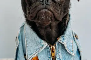 早发现,远离狂犬病!症状前兆提前预警 早发现,远离狂犬病!症状前兆提前预警