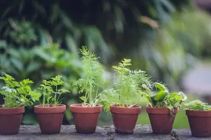 行走江湖必备！黄连上清片解暑退火