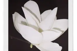 百年贝母,健康之路! 百年贝母,健康之路!