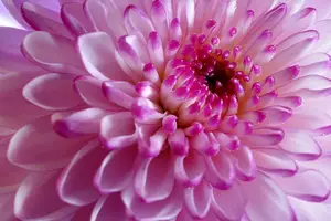 菊花茶，暖身清肝，女性必备
