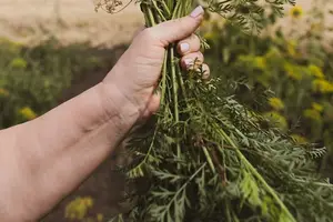 十分钟轻松搞定眼周细纹:告别疲惫粗糙技巧分享